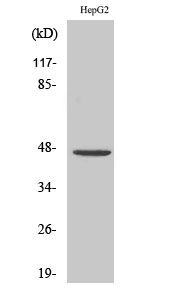 WB - PDK2 Polyclonal Antibody AP71829